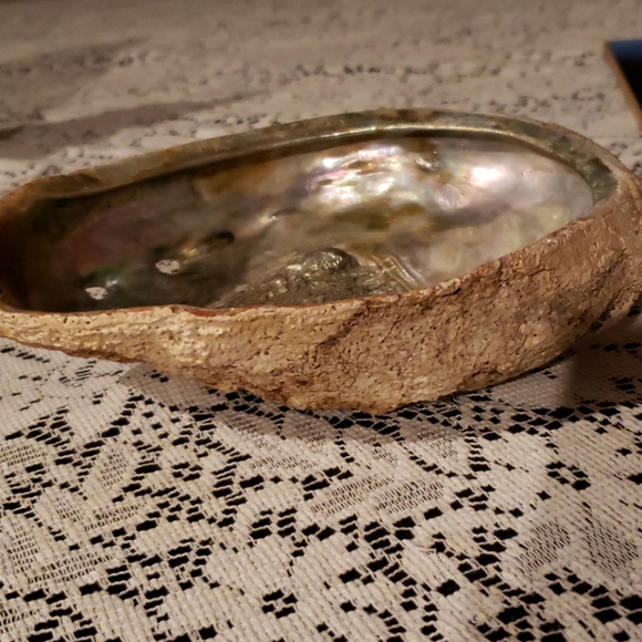 Abalone Shell. - Picture 7 of 7